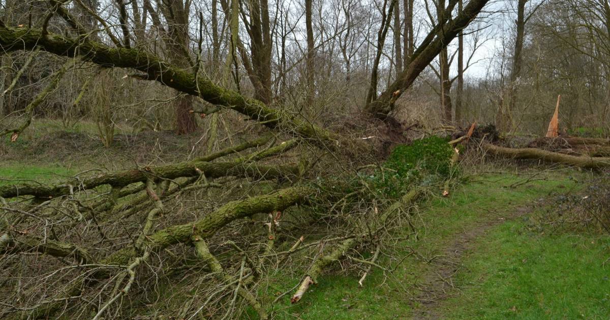 Door de storm omgewaaide bomen in stadspark in Doetinchem